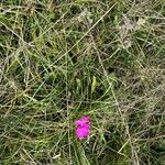 Dianthus carthusianorumFlor