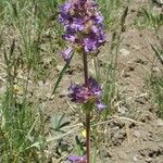 Penstemon procerus Yeri