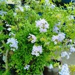 Plumbago auriculata Цветок