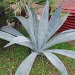 Agave guiengola Hábito