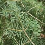 Abies concolor Leaf