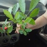 Handroanthus albus Leaf