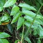 Ischnosiphon gracilis 葉