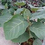 Ficus abutilifolia Leaf