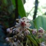 Badula barthesia Flower