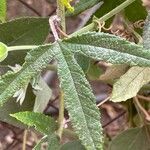 Passiflora tripartita Leaf