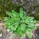 Hypochaeris glabra Blad