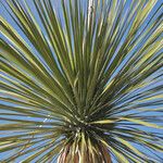 Yucca elata Blad