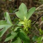 Passiflora suberosa മറ്റ്