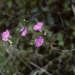 Agalinis skinneriana Хабит