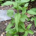 Scutellaria lateriflora Leaf