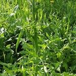 Crepis biennis Habitus