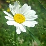 Anthemis pseudocotula Квітка