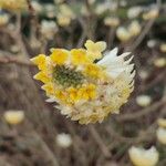 Edgeworthia chrysantha Flower