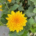 Helianthus decapetalus 花