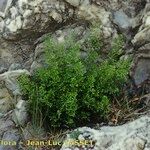 Asplenium fissum Yeri