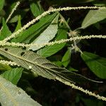Acalypha apodanthes 葉
