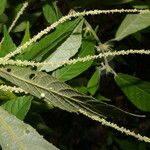 Acalypha apodanthes Листок