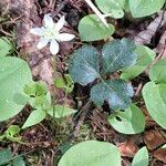 Coptis trifolia Flower