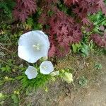 Campanula persicifoliaFlower