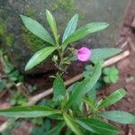 Pigea enneasperma Flower