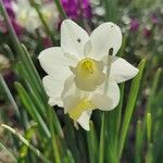 Narcissus triandrus Flors