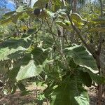 Banksia robur पत्ता