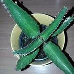 Kalanchoe daigremontiana Blatt