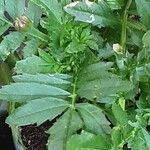 Tagetes erecta Leaf