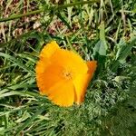 Eschscholzia californicaBloem