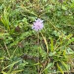 Scabiosa canescens Blüte