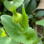 Doronicum columnae Květ