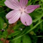 Sidalcea neomexicana Цвят