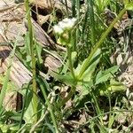 Valeriana woodsiana Flower