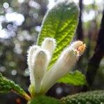 Psychotria fuscopilosa Flor