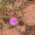 Mimosa quadrivalvis Flower
