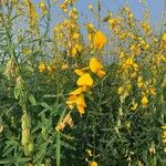 Crotalaria juncea Flor