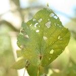 Dombeya ciliata Folla