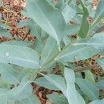 Solanum glaucophyllum List