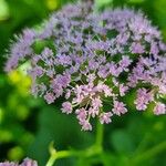 Chaerophyllum hirsutum Квітка