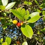 Arbutus unedoAltul/Alta