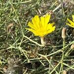 Launaea fragilis Flower