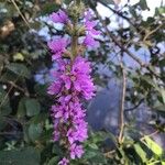 Lythrum salicariaFlower