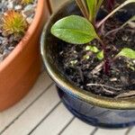 Echinacea purpurea Leaf