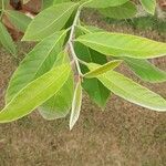 Holarrhena pubescens Leaf