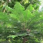 Phyllanthus mimosoides Yeri