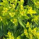 Euphorbia hirsuta Цвят