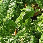 Beta vulgaris Leaf