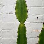 Euphorbia kamerunica Hostoa