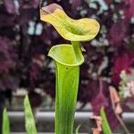 Sarracenia flava Likasa